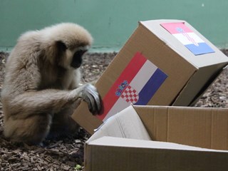 Zagrebački ZOO: Igra živaca uoči sraza Hrvatske i Grčke