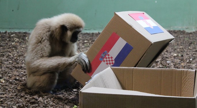 Zagrebački ZOO: Igra živaca uoči sraza Hrvatske i Grčke